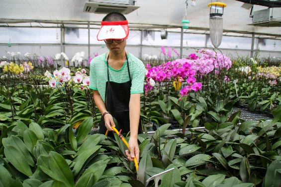 Tending to the orchids at Woon Leng Nursery